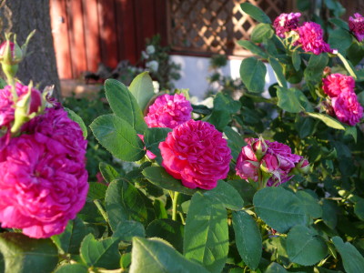 P1180664_1.JPG
