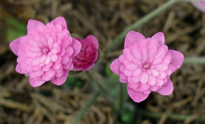 Hepatica_nobilis_rotgefulllt.JPG