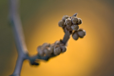 Hamamelisknospen-Nov2009.jpg