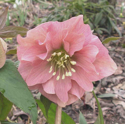 Helleborus_gef..jpg