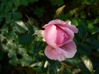 Rosario_N_2009.jpg
