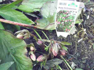 rote_Helleborus_Hybr.JPG
