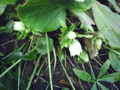 Helleborus_niger.JPG