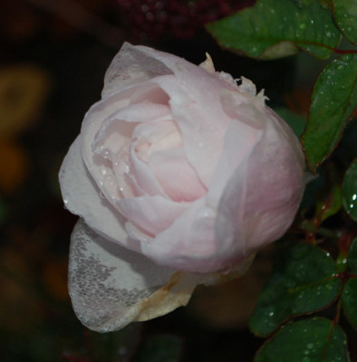Souvenir_de_St._Annes_0010__61943.jpg