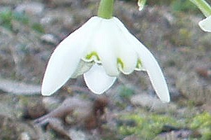 galanthus1.jpg
