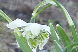galanthus2.jpg