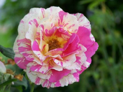 ClaudeMonet54.jpg