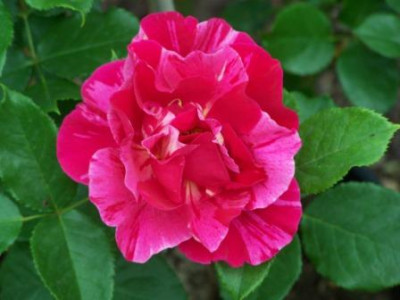 GuySavoy01.jpg