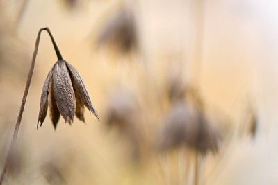 Astrantia-traurig-Nov2209.jpg