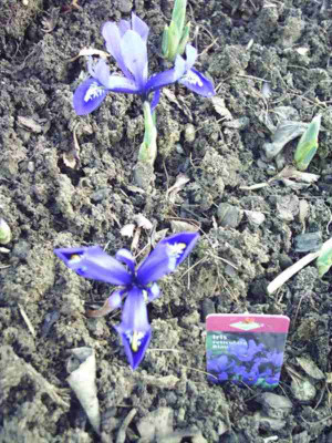 Iris_reticulatta.JPG