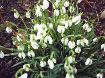 Schneeglockchen1.JPG