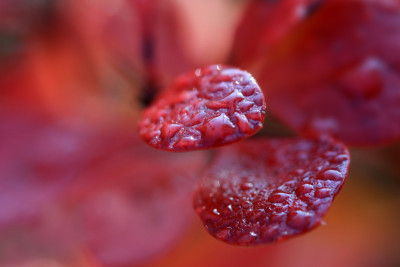 Berberis-im-Novemberlicht.jpg