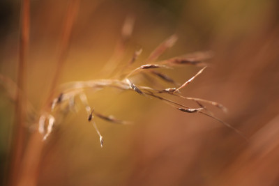 Gras-im-Wind.jpg