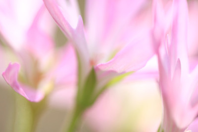 Pelargonie-im-Novemberlicht-2.jpg