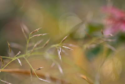 Hakonechloa-Nov2209.jpg