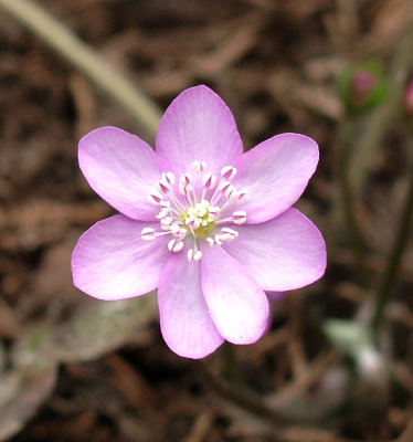 03040003_eHepatica_nobilis_Rosa.JPG