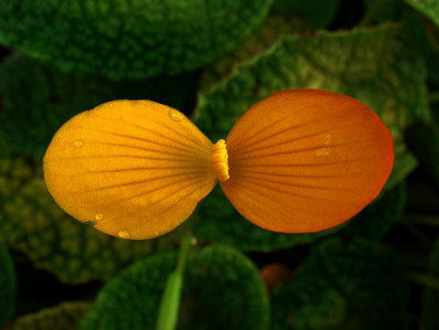 begonia_spec.jpg