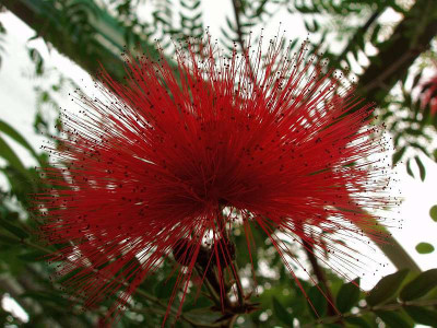 roter_puschelblumenbaum.jpg