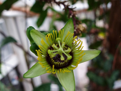 passiflora_spec_unscharf1.jpg