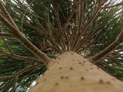 pandanus_spec.jpg