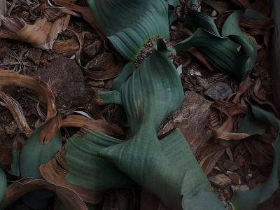 welwitschia_mirabilis.jpg