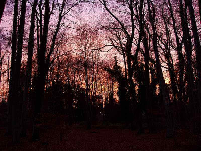 bgbm_abend.jpg