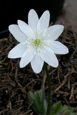 02210001_eHepatica_transsylvanica_weiss.JPG