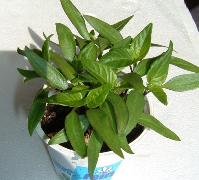 chili_2005_umzug1.jpg
