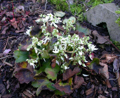 Saxifraga_Cotton_Crochet_22.11.09.jpg