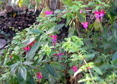 Fuchsia_22.11.09.jpg
