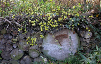 Jasminum_nudicaule_22.11.09.jpg