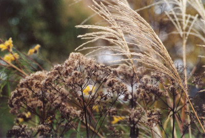 eupatorium_und_malepartus.jpg