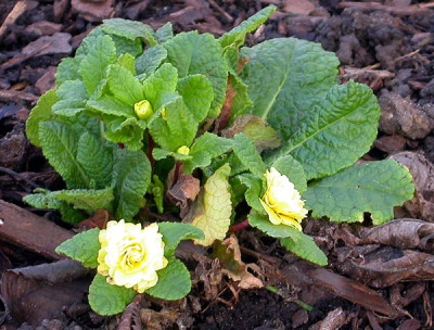 Primula_Jack_in_the_Green_22.11.09.jpg