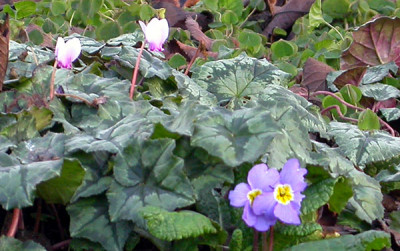 Cyclamen_und_Primeln_22.11.09.jpg