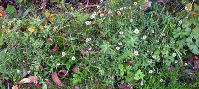 Erigeron_karvinskianus_22.11.09.jpg
