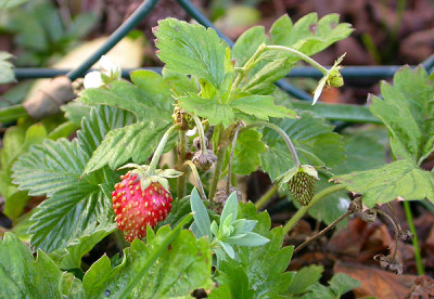 Erdbeere_22.11.09.jpg