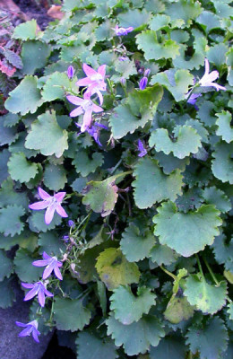 Campanula_22.11.09.jpg