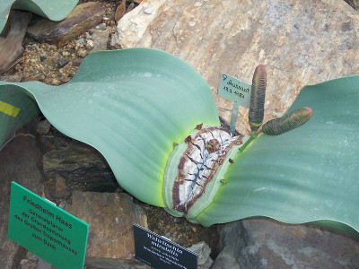 welwitschia1.JPG