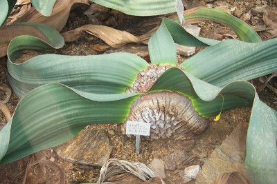 welwitschia2.JPG