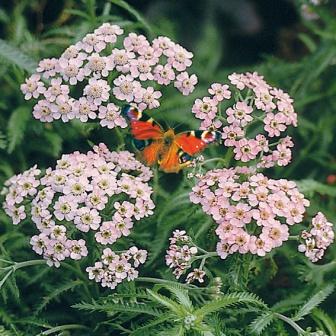 Achillea_sibirica_var._camtschatica__Love_Parade___-6.jpg