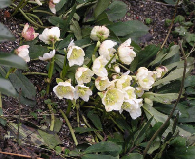 helleborus_niger_katrin.jpg