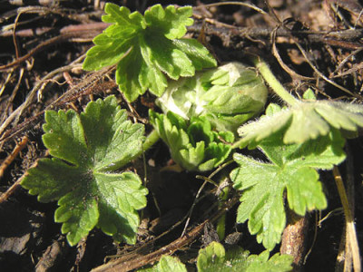 geranium_phaeum_saemling_austrieb.jpg