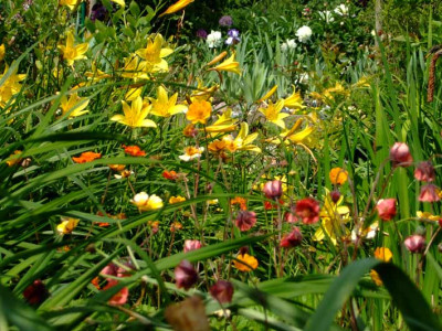 Hemerocallis_minor_mit_Geum_2007.jpg