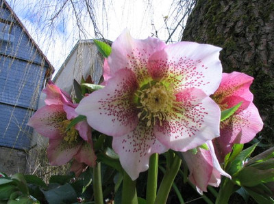 Helleborus_gepunktet.jpg