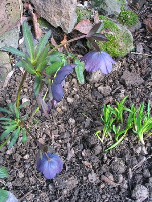 Helleborus_blau.jpg