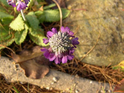 Primula_capitata_ssp._Mooreana.jpg