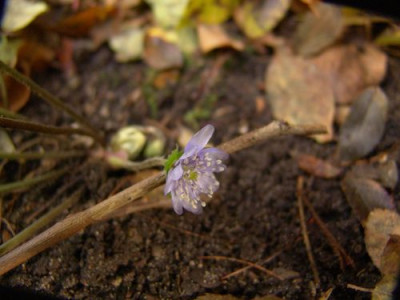 Hepatica_transsylvanica_Winterfreude.jpg