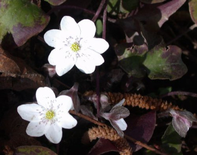 Hepatica_nob._2002.jpg