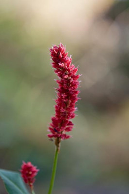 Persicaria-Blackfield-Nov1909.jpg