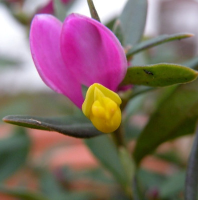 Chamaebuxus.JPG
